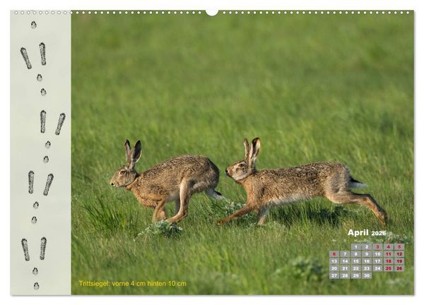 Produktbild: Tierspuren in der Natur (hochwertiger Premium Wandkalender 2026 DIN A2 quer), Kunstdruck in Hochglanz