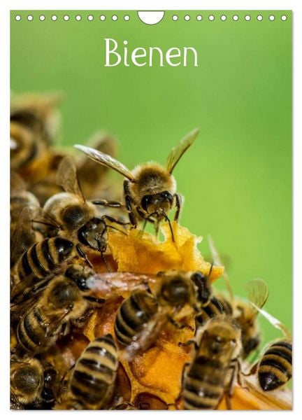 Produktbild: Bienen (Wandkalender 2026 DIN A4 hoch), CALVENDO Monatskalender