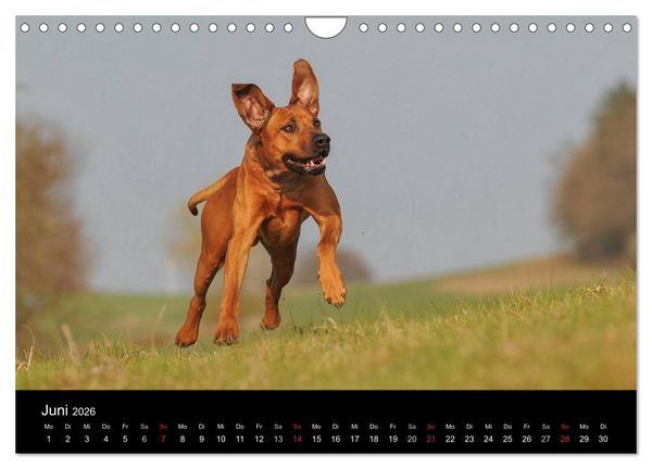 Produktbild: Rhodesian Ridgeback 2026 (Wandkalender 2026 DIN A4 quer), CALVENDO Monatskalender