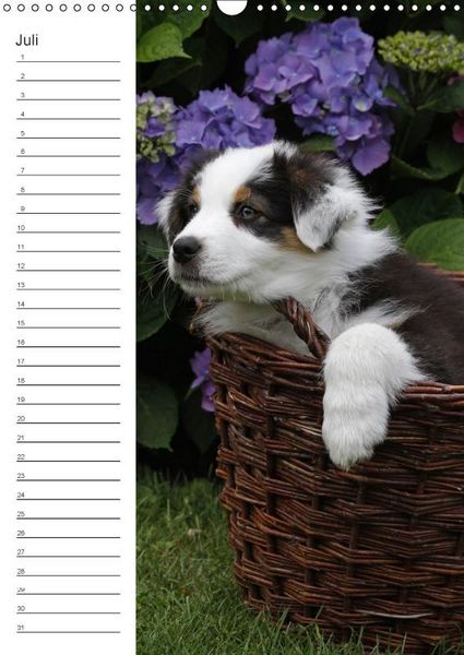 Produktbild: Der Aussie - Geburtstagskalender (Wandkalender immerw&auml;hrend DIN A3 hoch)