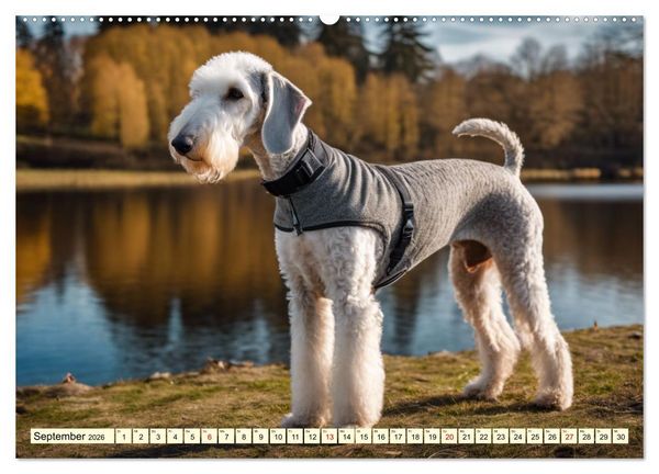 Produktbild: Bedlington Terrier - Hunde im Schafspelz (hochwertiger Premium Wandkalender 2026 DIN A2 quer), Kunstdruck in Hochglanz