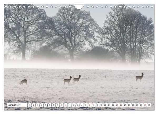 Produktbild: Wildtiere im M&uuml;ritz-Nationalpark (Wandkalender 2027 DIN A4 quer), CALVENDO Monatskalender