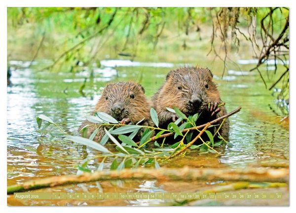 Produktbild: Wald-Kindergarten: Tierkinder im Wald (Wandkalender 2026 DIN A3 quer), CALVENDO Monatskalender