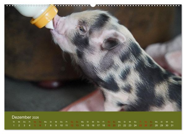 Produktbild: Faszination Minischweine (hochwertiger Premium Wandkalender 2026 DIN A2 quer), Kunstdruck in Hochglanz