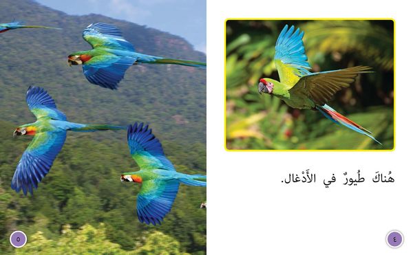 Produktbild: BIG CAT ARABIC - IN JUNG