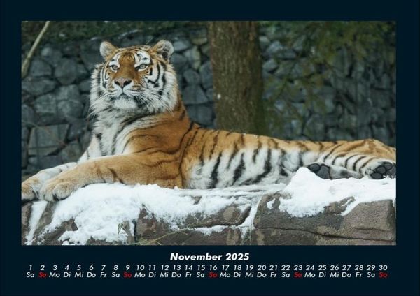 Produktbild: Tiger 2025 Fotokalender DIN A4