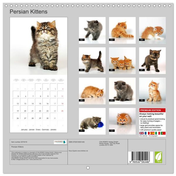 Produktbild: Persian Kittens (Wall Calendar 2026 12 &times; 12 Inch) CALVENDO 12 Month Wall Calendar