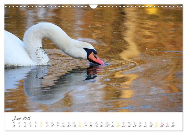 Produktbild: Schw&auml;ne, Liebe f&uuml;r die Ewigkeit (Wandkalender 2026 DIN A3 quer), CALVENDO Monatskalender