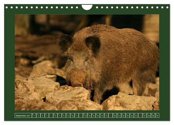 Produktbild: Schweinkram - Die Wildschweine sind los (Wandkalender 2027 DIN A4 quer), CALVENDO Monatskalender