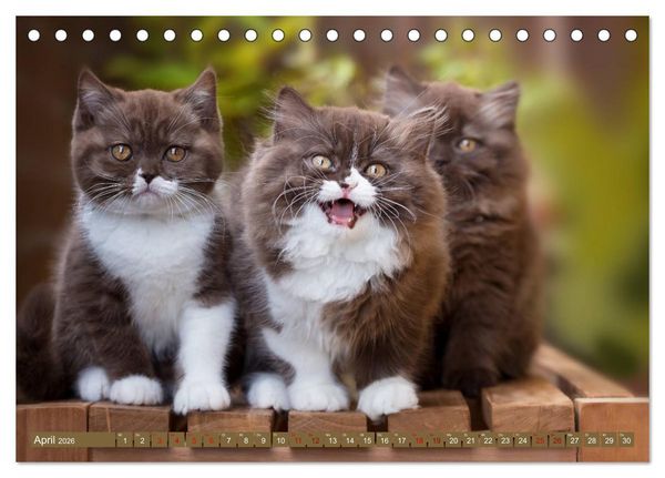 Produktbild: Kittens - Britisch Kurzhaar Katzenkinder (Tischkalender 2026 DIN A5 quer), CALVENDO Monatskalender