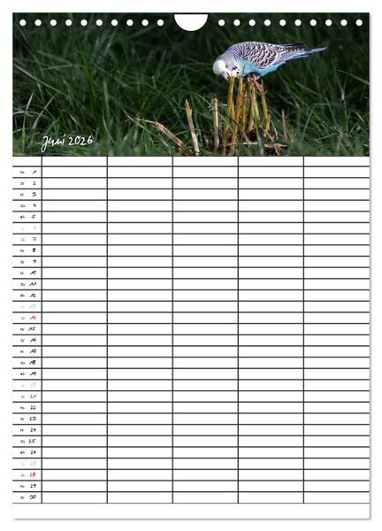 Produktbild: Wellensittiche (Wandkalender 2026 DIN A4 hoch), CALVENDO Monatskalender