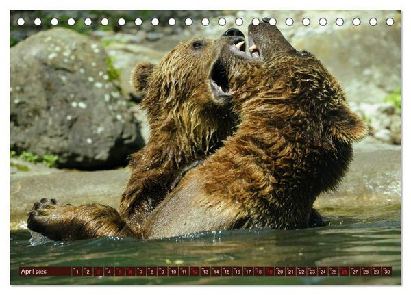 Produktbild: B&auml;ren. Unterwegs mit Meister Petz (Tischkalender 2026 DIN A5 quer), CALVENDO Monatskalender