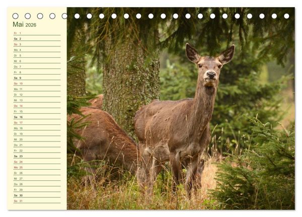 Produktbild: Begegnungen. DER HIRSCH (Tischkalender 2026 DIN A5 quer), CALVENDO Monatskalender