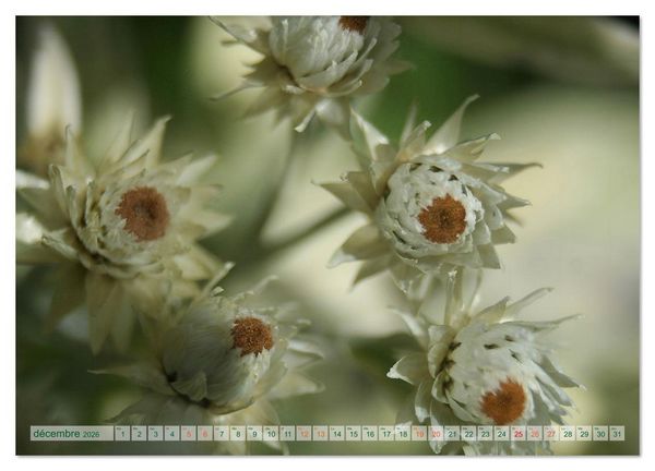 Produktbild: DES FLEURS ENCHANTERESSES (Calendrier mural 2026 DIN A2 vertical), CALVENDO calendrier mensuel