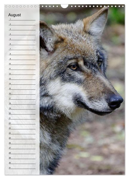 Produktbild: Der Wolf - Isegrim in den heimischen W&auml;ldern - Kalender 2026 (Wandkalender 2026 DIN A3 hoch), CALVENDO Monatskalender