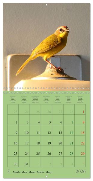 Produktbild: Costa Rican Birds (Wall Calendar 2026 12 &times; 12 Inch) CALVENDO 12 Month Wall Calendar