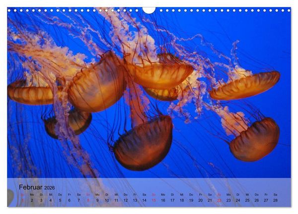 Produktbild: Quallen. Die Welt der Medusen (Wandkalender 2026 DIN A3 quer), CALVENDO Monatskalender