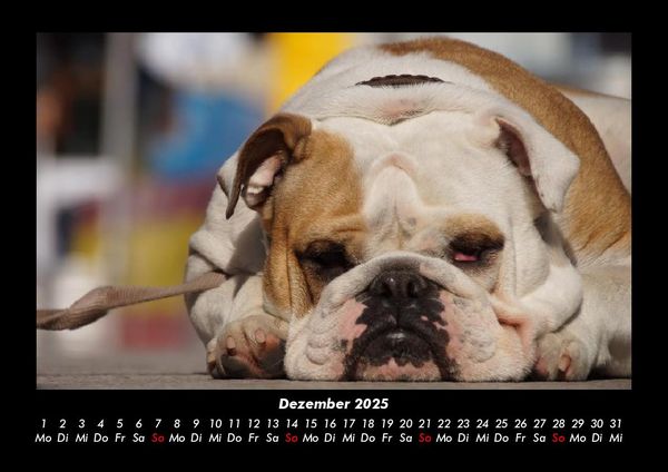 Produktbild: Hunde 2025 Fotokalender DIN A3