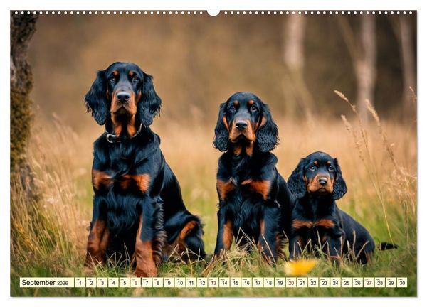 Produktbild: Gordon Setter - elegant powerhouse (High Quality Premium Wall Calendar 2026 DIN A2 landscape),CALVENDO 12 Month Wall Calendar