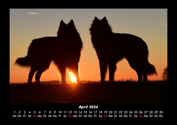 Produktbild: Der Hundekalender 2026 Fotokalender DIN A3