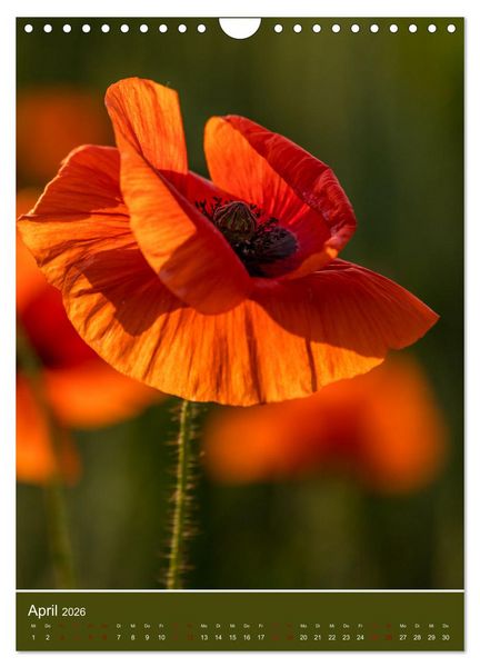 Produktbild: Mohnblumen - kraftvoll und zart (Wandkalender 2026 DIN A4 hoch), CALVENDO Monatskalender