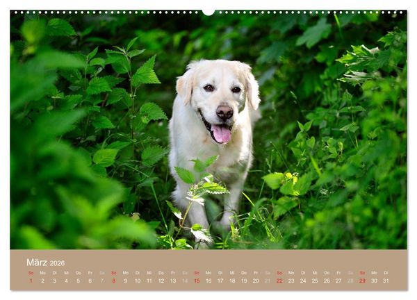 Produktbild: Golden Retriever (Wandkalender 2026 DIN A2 quer), CALVENDO Monatskalender
