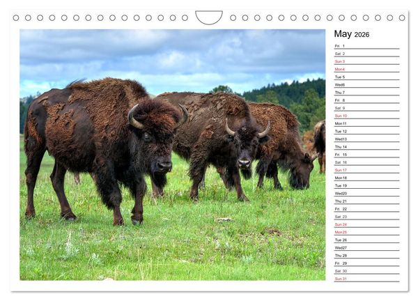 Produktbild: Bisons of North America (Wall Calendar 2026 DIN A4 landscape), CALVENDO 12 Month Wall Calendar