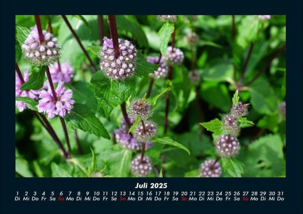 Produktbild: Pflanzen und Bl&uuml;ten 2025 Fotokalender DIN A4