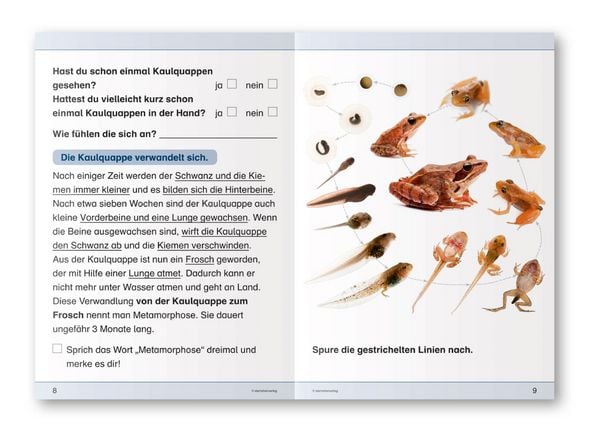 Produktbild: Ich kenne den Frosch - Lebenszyklus