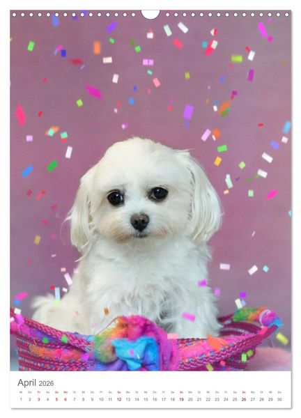 Produktbild: Maltipoo - Malteser - Pudel 2026 (Wandkalender 2026 DIN A3 hoch), CALVENDO Monatskalender
