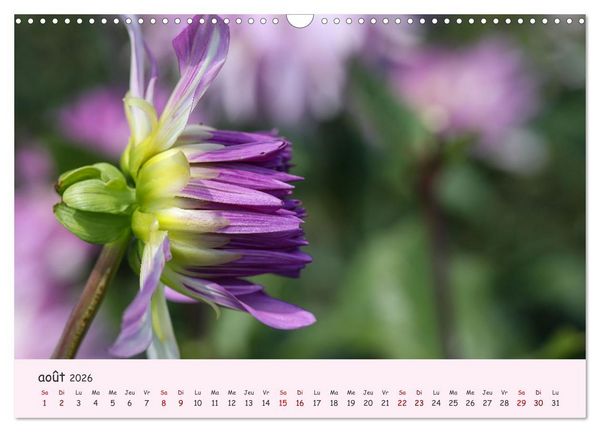 Produktbild: Les Dahlias en pleine floraison (Calendrier mural 2026 DIN A3 vertical), CALVENDO calendrier mensuel