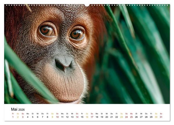 Produktbild: Orang Utans - Leben in den Baumkronen (hochwertiger Premium Wandkalender 2026 DIN A2 quer), Kunstdruck in Hochglanz