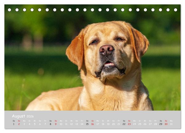 Produktbild: Liebenswerter Labrador 2026 (Tischkalender 2026 DIN A5 quer), CALVENDO Monatskalender