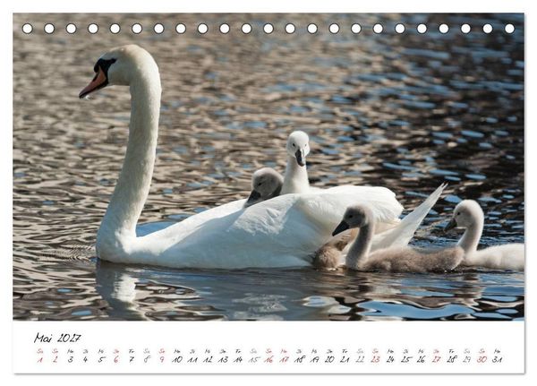 Produktbild: Vom K&uuml;ken zum Schwan (Tischkalender 2027 DIN A5 quer), CALVENDO Monatskalender