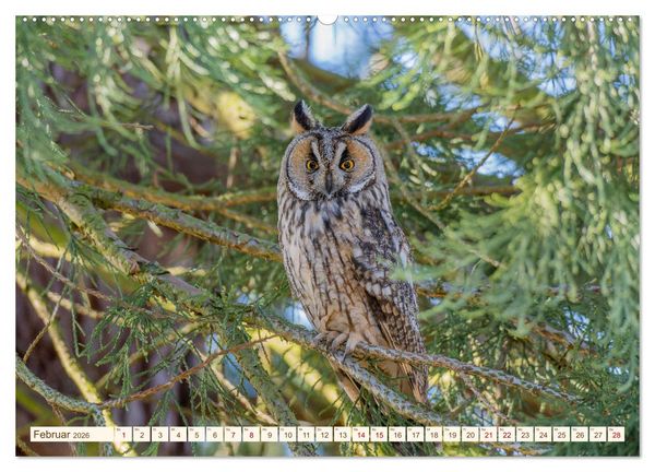 Produktbild: Eulen in Franken (hochwertiger Premium Wandkalender 2026 DIN A2 quer), Kunstdruck in Hochglanz