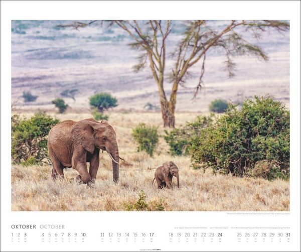 Produktbild: African Wildlife Kalender 2027