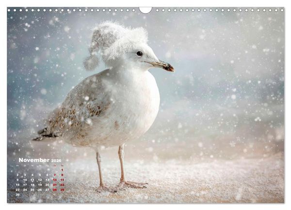 Produktbild: M&ouml;wen on Tour (Wandkalender 2026 DIN A3 quer), CALVENDO Monatskalender