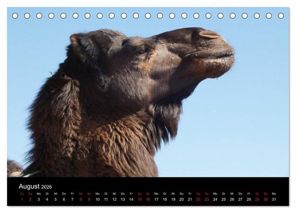 Produktbild: Sahara W&uuml;stentrekking (Tischkalender 2026 DIN A5 quer), CALVENDO Monatskalender