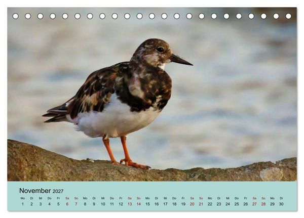 Produktbild: Flamingo und Co - Faszinierende Vogelwelt S&uuml;dfrankreichs (Tischkalender 2027 DIN A5 quer), CALVENDO Monatskalender
