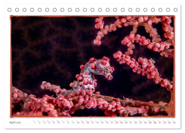 Produktbild: Pygm&auml;enseepferdchen, kleines Pferd ganz gro&szlig; (Tischkalender 2026 DIN A5 quer), CALVENDO Monatskalender
