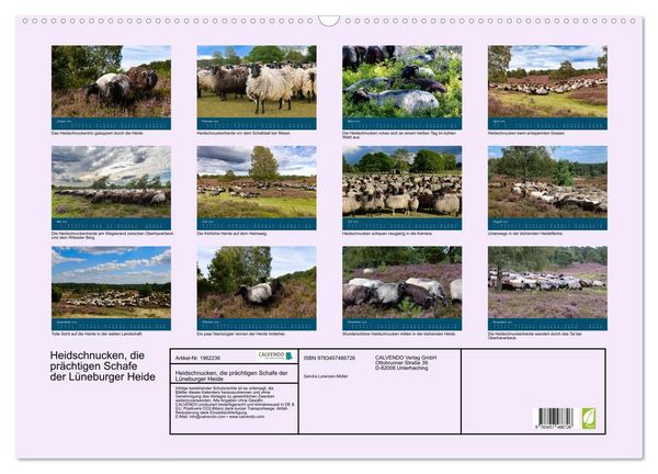 Produktbild: Heidschnucken, die pr&auml;chtigen Schafe der L&uuml;neburger Heide (Wandkalender 2026 DIN A2 quer), CALVENDO Monatskalender