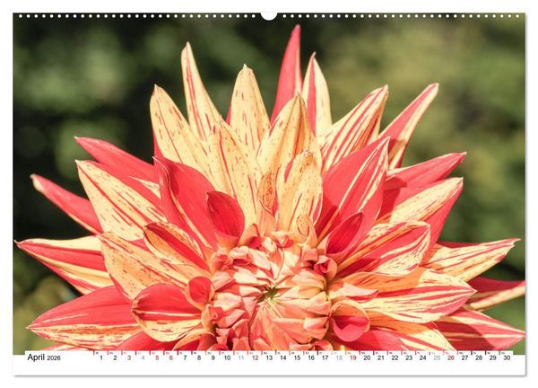 Produktbild: Dahlien-Kronen (Wandkalender 2026 DIN A2 quer), CALVENDO Monatskalender