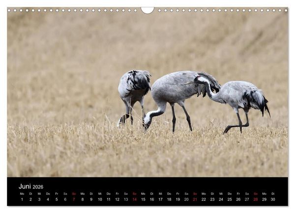 Produktbild: Kraniche (Wandkalender 2026 DIN A3 quer), CALVENDO Monatskalender
