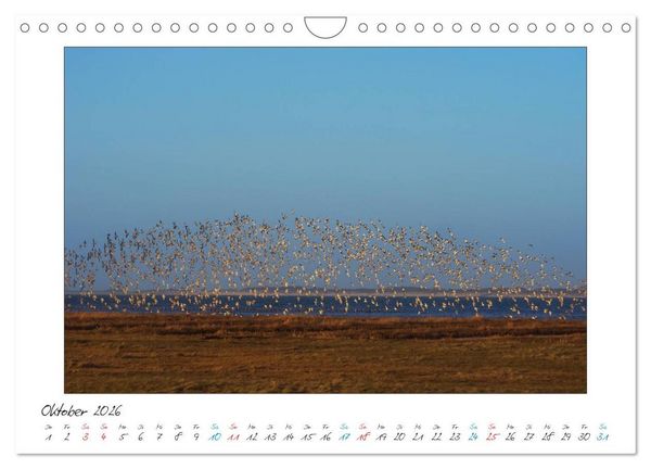 Produktbild: Amrum - Farben einer Insel (Wandkalender 2026 DIN A4 quer), CALVENDO Monatskalender