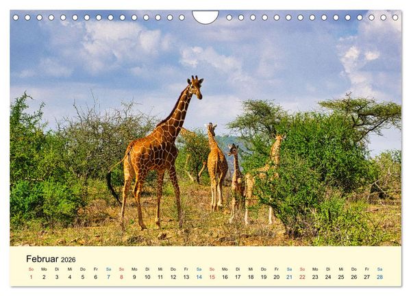 Produktbild: Giraffen, die Sch&ouml;nen der Savanne (Wandkalender 2026 DIN A4 quer), CALVENDO Monatskalender