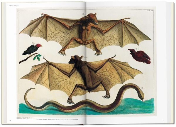 Produktbild: Albertus Seba. Cabinet of Natural Curiosities