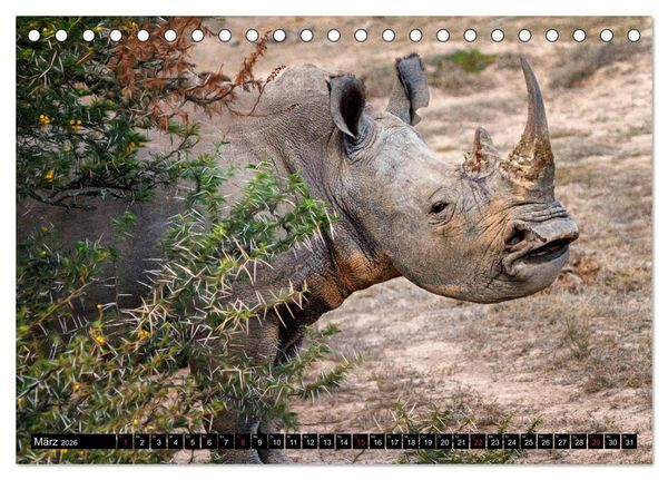Produktbild: Afrikas Tierwelt: Nash&ouml;rner (Tischkalender 2026 DIN A5 quer), CALVENDO Monatskalender
