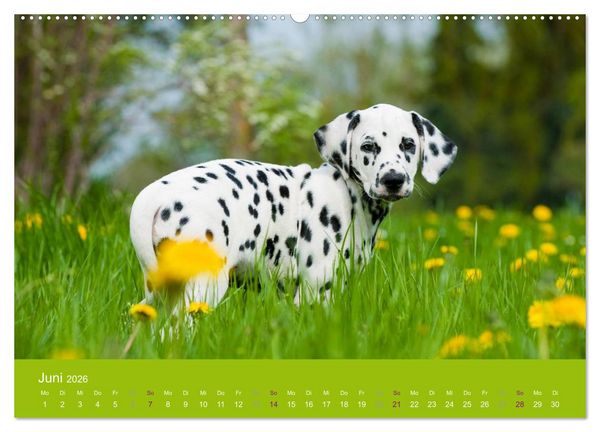 Produktbild: Dalmatiner 2026 (Wandkalender 2026 DIN A2 quer), CALVENDO Monatskalender