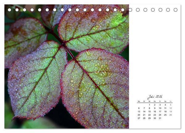 Produktbild: Blattkunst (Tischkalender 2026 DIN A5 quer), CALVENDO Monatskalender