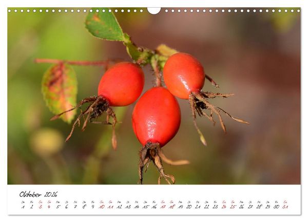 Produktbild: Sch&ouml;nheiten in freier Natur (Wandkalender 2026 DIN A3 quer), CALVENDO Monatskalender